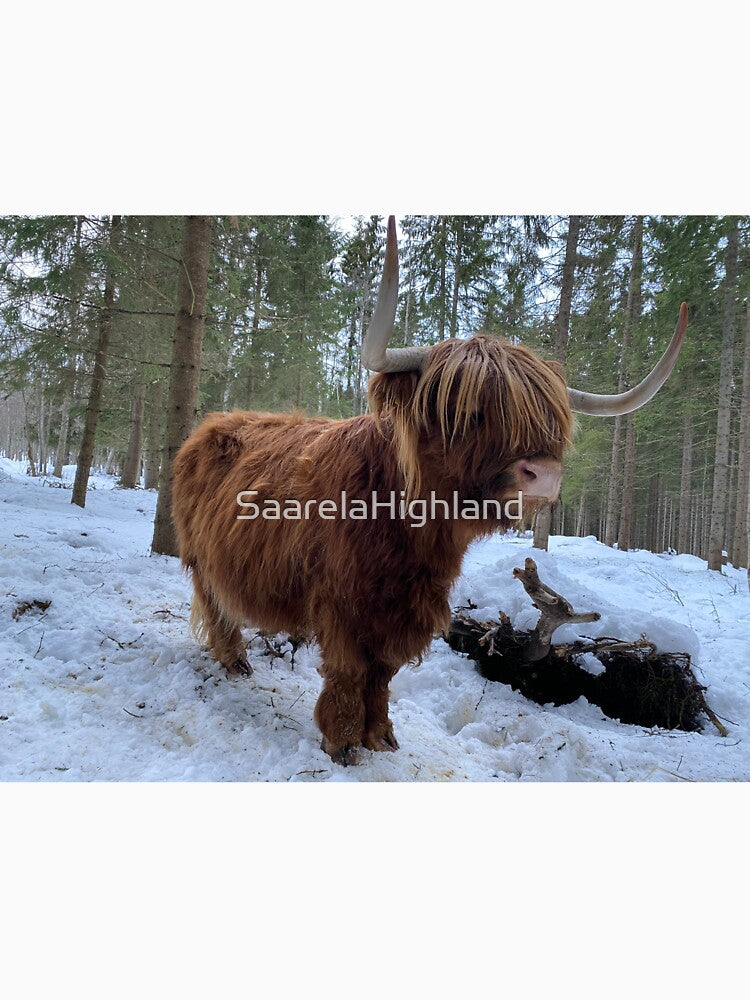 Scottish Highland Cattle Cow 3175 by SaarelaHighland