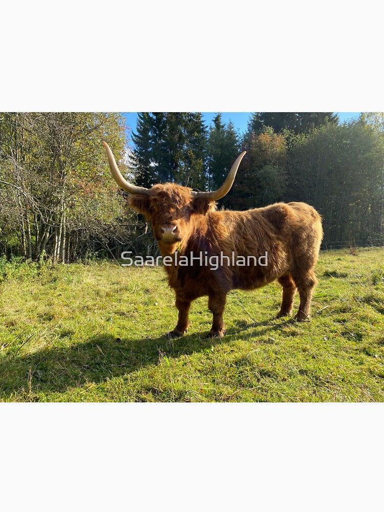 Scottish Highland Cattle Cow 2997 by SaarelaHighland