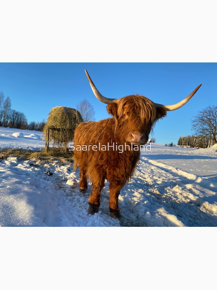 Scottish Highland Cattle Cow 3192 by SaarelaHighland