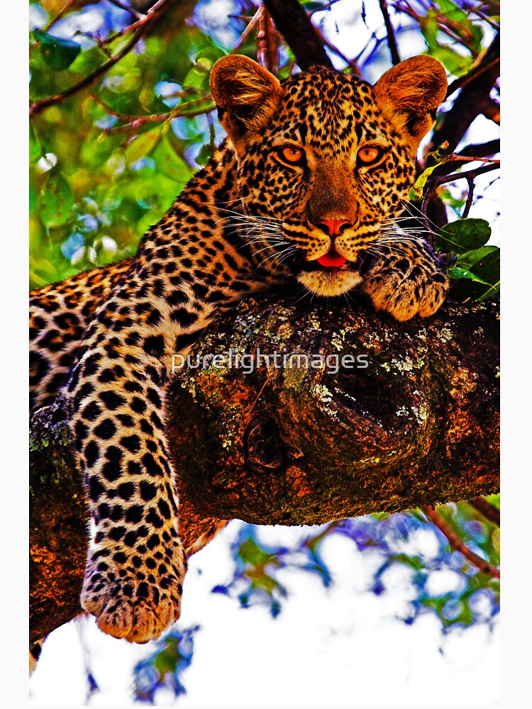Relaxed Leopard by purelightimages