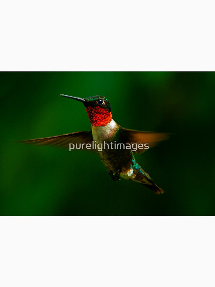 Ruby Throated Humming Bird by purelightimages