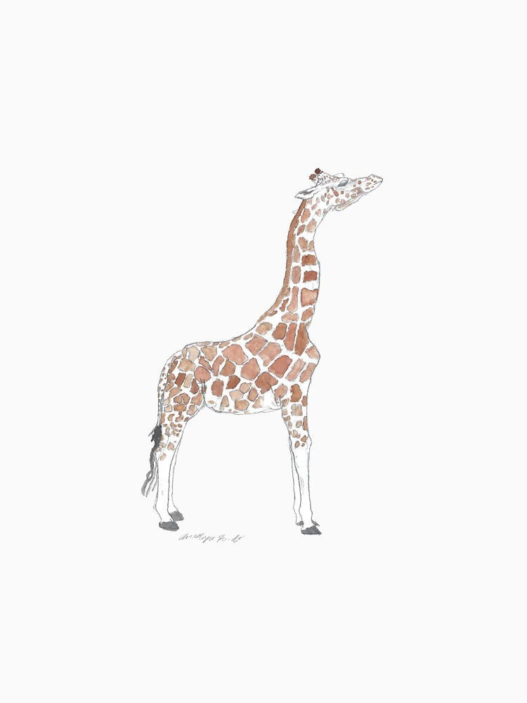 Reticulated Giraffe (Giraffa reticulata) by chrisnature