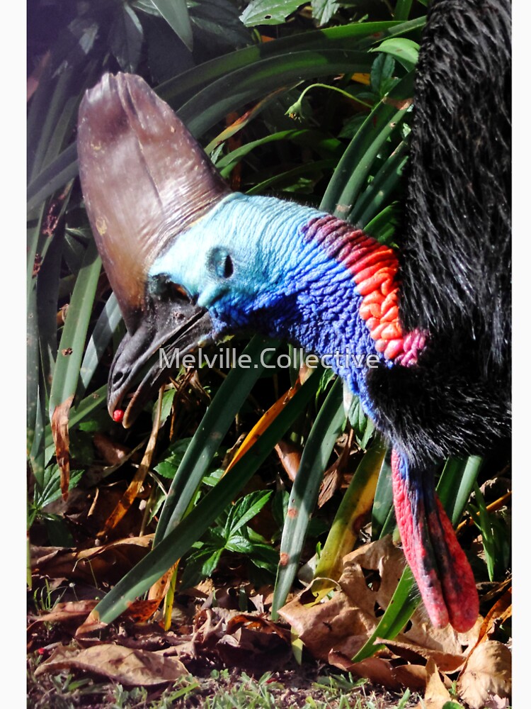 A closeup of a Cassowary feeding by Melville.Collective