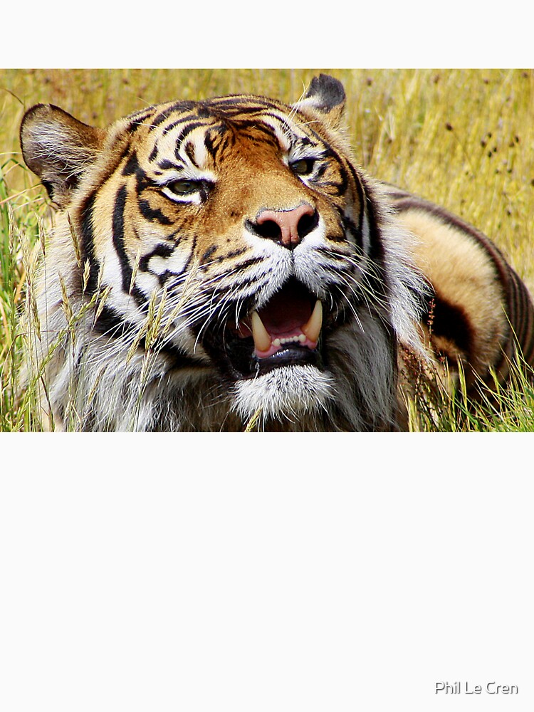 Sumatran Tiger (8) by Phil Le Cren