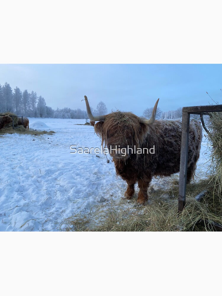 Scottish Highland Cattle Cow 3160 by SaarelaHighland