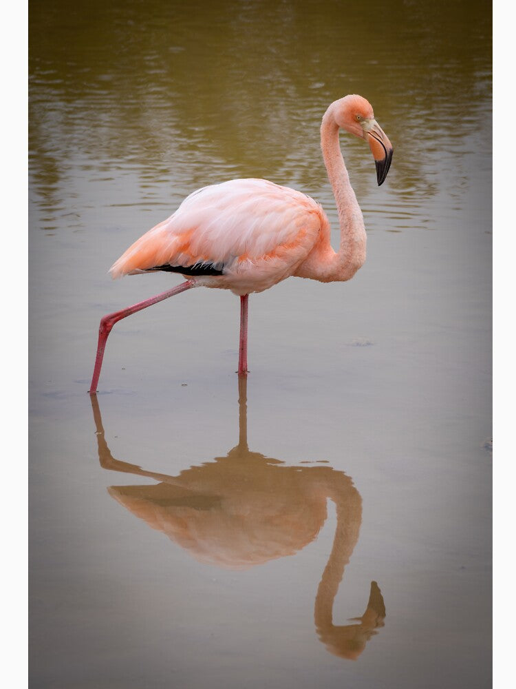 Pink Flamingo Reflection Wildlife Photography Galapagos Nature Print by WildFrameNature