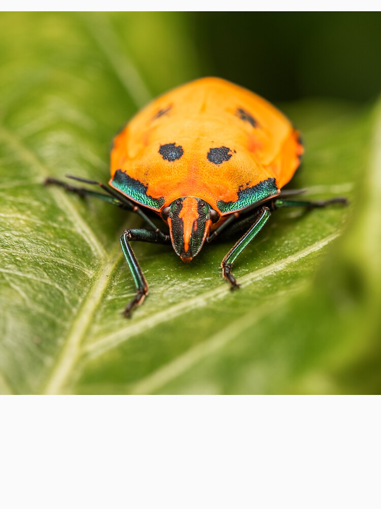 Hibiscus Harlequin Bug by robdwildlife