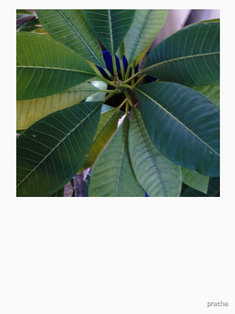leaves 3 by pracha
