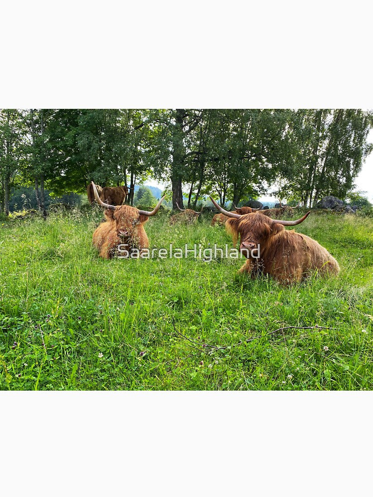 Scottish Highland Cattle Cows 2892 by SaarelaHighland
