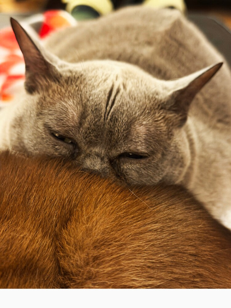 Tired Kitten by Alice  Becky Kahn