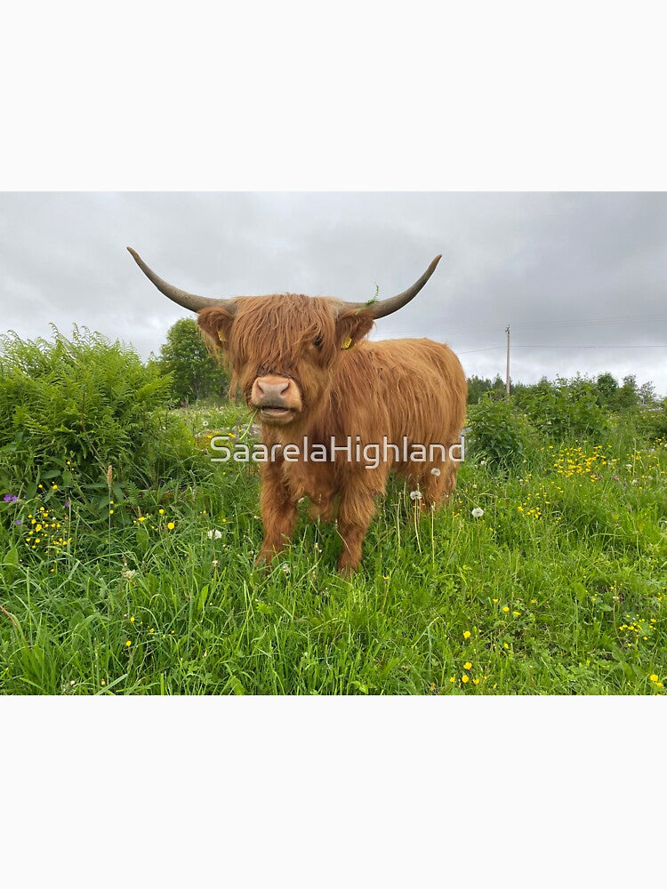 Scottish Highland Cattle Cow 3368 by SaarelaHighland