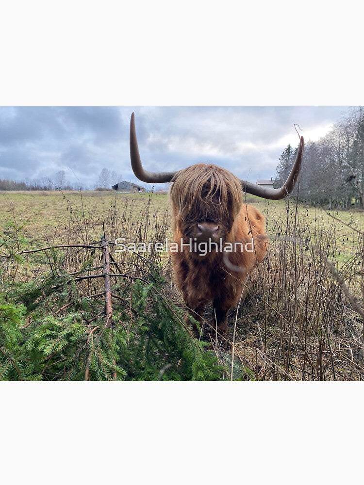 Scottish Highland Cattle Cow 3072 by SaarelaHighland