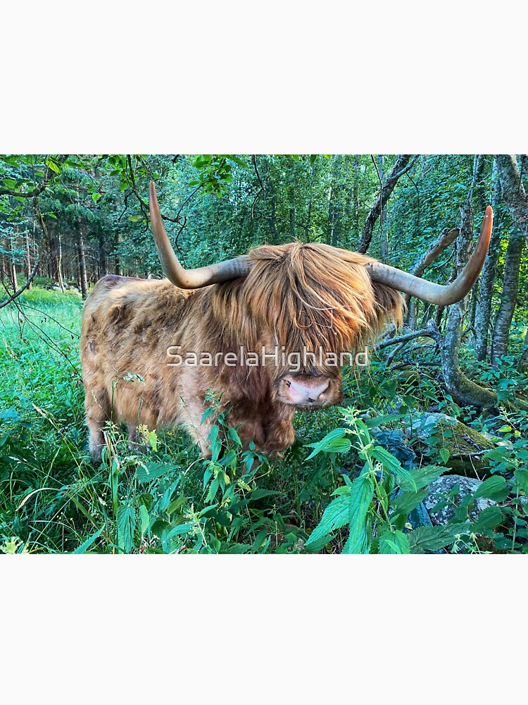 Scottish Highland Cattle Cow with big horns 2914 by SaarelaHighland