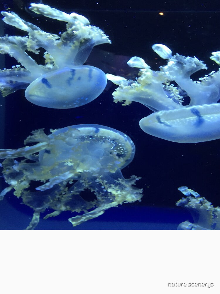 jellyfish patterns by nature scenerys