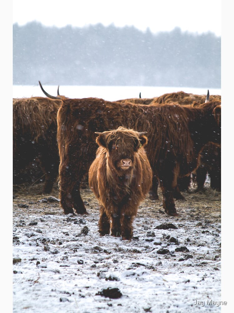 Snowy Fluffy Highland Cows by Jay Mayne