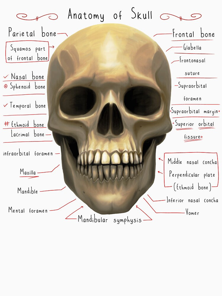 anatomy lesson (skull) by hayrpictures