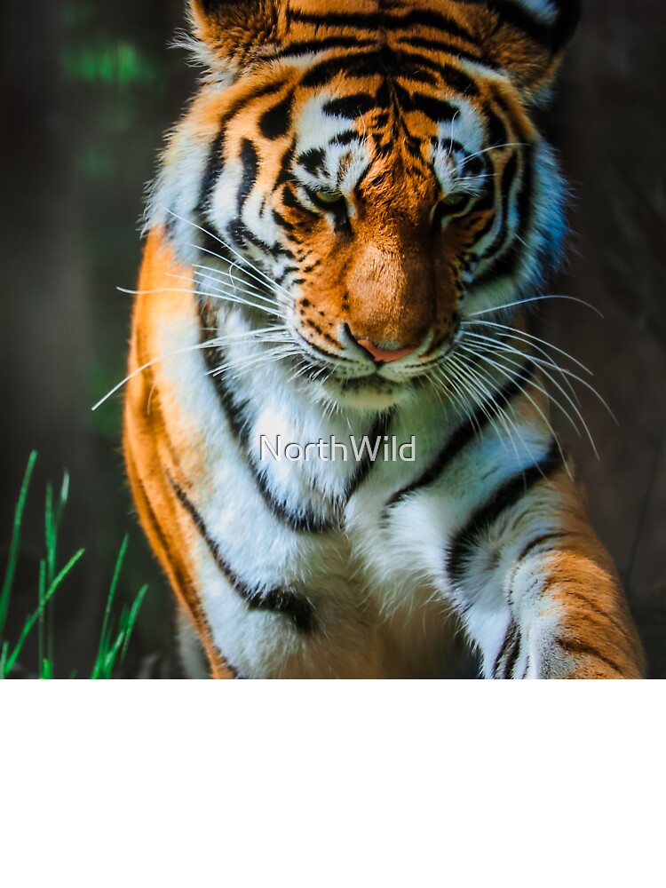 Amur Tiger Portrait by NorthWild