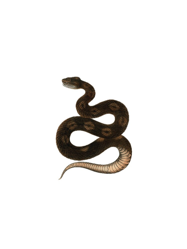 Vintage Snake by MKBcreates