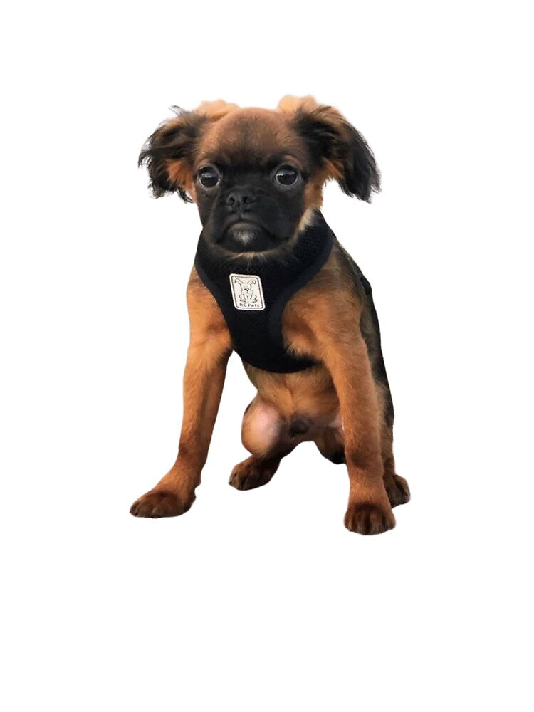 David's A Good Boy Puppy by DavidsAGoodBoy