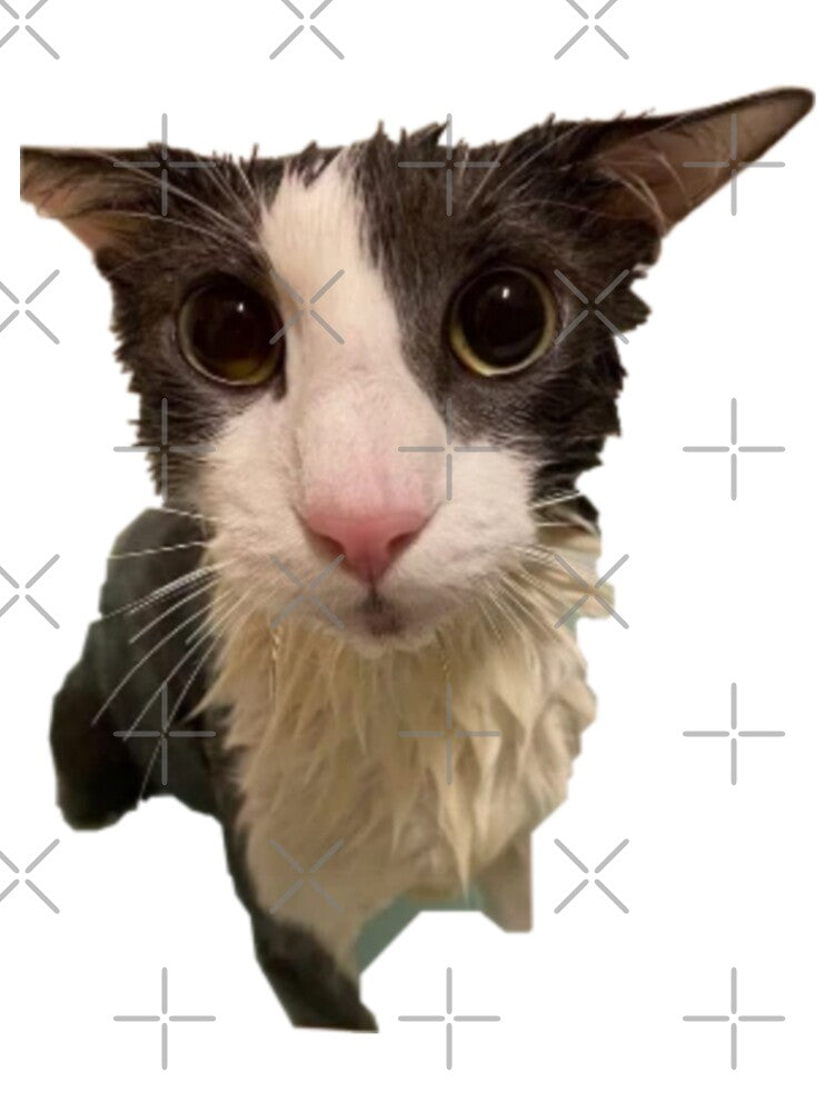 Soggy Cat by Trendy-Now