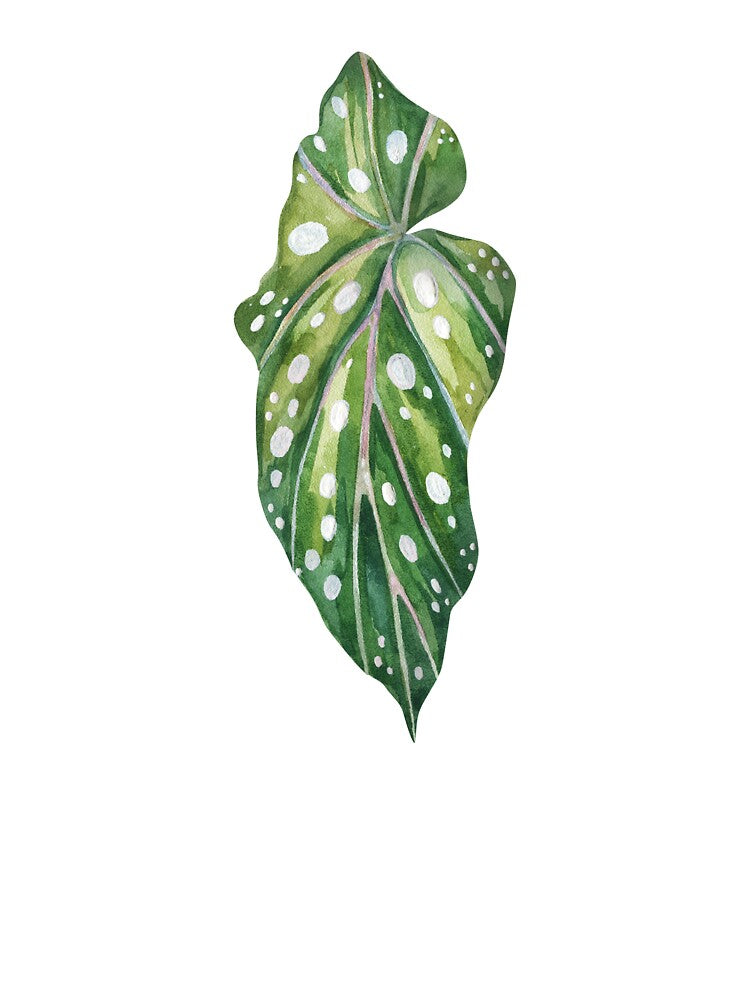 Polka Dot Begonia Maculata Leaf Watercolor Art by the-myro