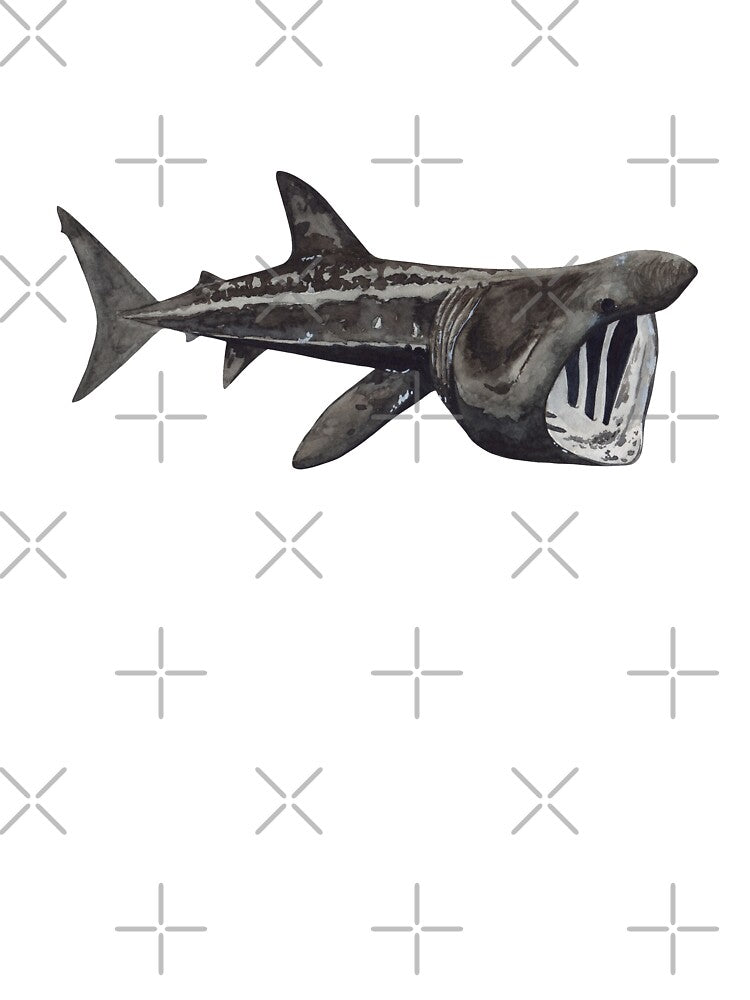 BASKING SHARK-Cetorhinus maximus by BEATRIZ ABAITUA